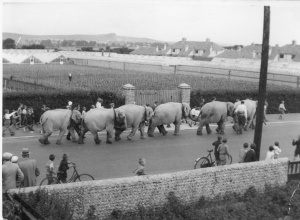 Figure 5. Elephants in Brougham Road, 1930s